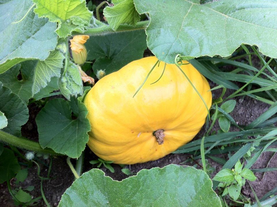Eira Das Carvalhas 佩纳菲耶尔 客房 照片