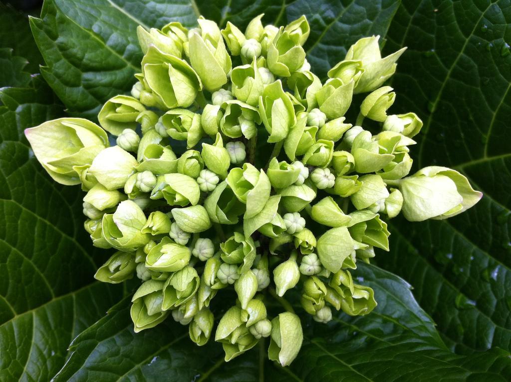 Eira Das Carvalhas 佩纳菲耶尔 客房 照片